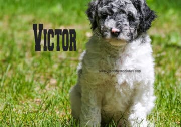 Victor Mini Labradoodle Male Multigenerational