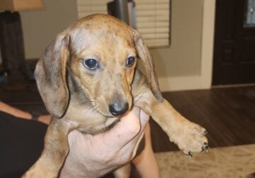 Pure Breed Dachshund Puppies