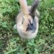Harlequin Rabbit in Ohio