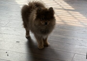 5 Month male Pomeranian