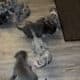 American Bully Puppies for sale