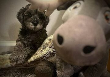Absolutely gorgeous cavapoo puppy