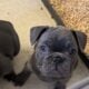 French Bulldog Female Blue Brindle