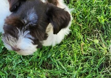 Minature Schnauzer Frankie