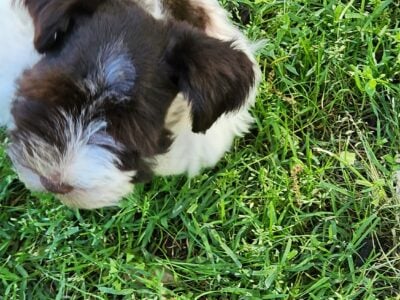 Minature Schnauzer Frankie