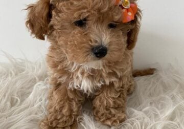 Princess🧡