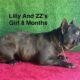 AKC Female French Bulldog