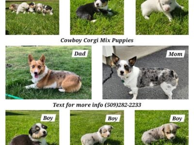 Cowboy Corgi Mix Puppies