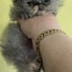 Persian kittens available