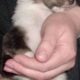 Registered “Lassie” Collie puppies Sable Tri Blue