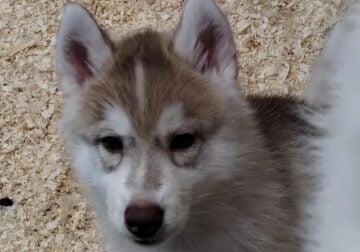AKC Siberian husky puppy