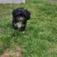 Maltipoo