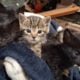 Free orphaned kitties