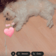 REHOMING SHIH TZU
