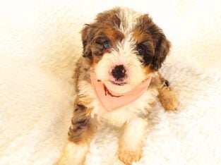 Mini Bernedoodle puppy Angel