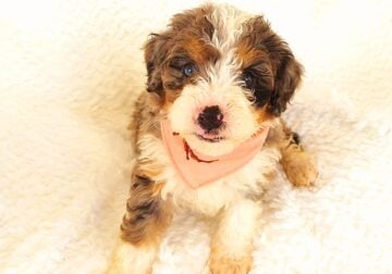 Mini Bernedoodle puppy Angel