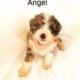 Mini Bernedoodle puppy Angel