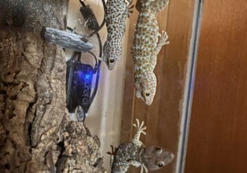 Tokay Gecko trio