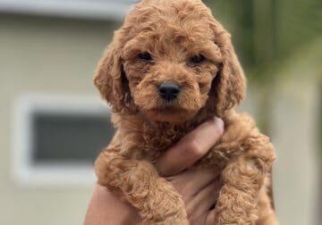 Goldendoodle re