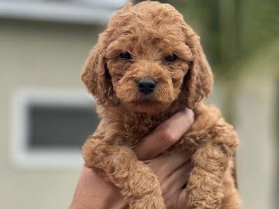 Goldendoodle re
