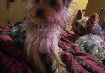 Female Yorkiepoo