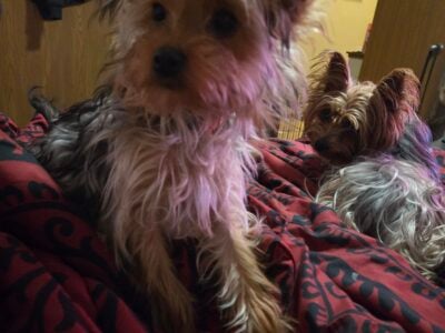 Female Yorkiepoo
