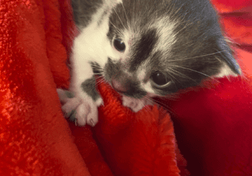 Kittens