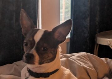 Bochi boston terrier Chihuahua mix