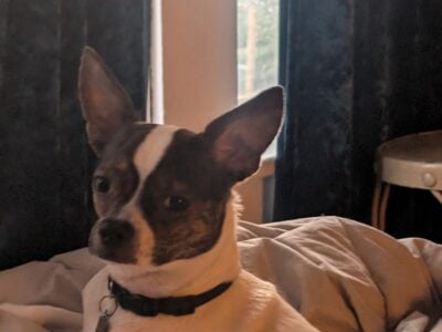 Bochi boston terrier Chihuahua mix