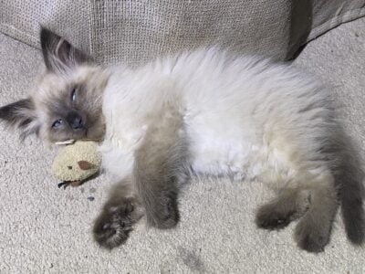 Siamese