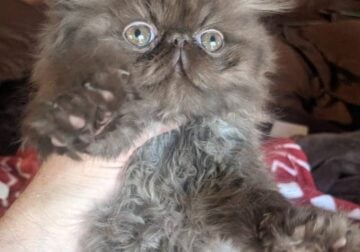 persian kitten chocolate