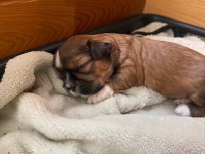 Shih Tzu Puppies