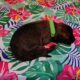 AKC Belgian Malinois Puppies