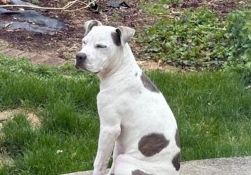 Pitbull puppy 5 months old