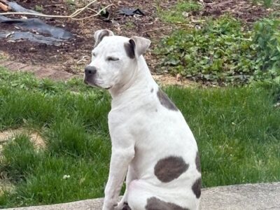 Pitbull puppy 5 months old