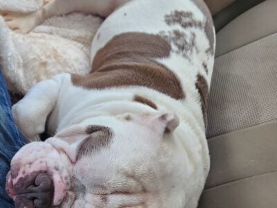 English bulldog