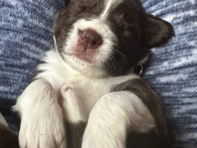 Mini Aussie Springer