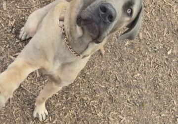 1 yr old Fawn Cane Corso Male Rehoming
