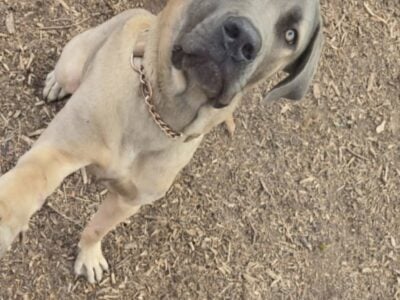 1 yr old Fawn Cane Corso Male Rehoming