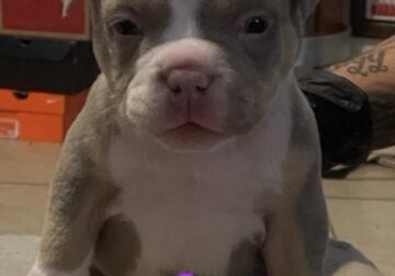 Venom line meets Colossal these pups are 🔥
