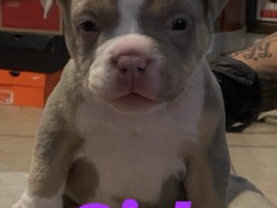 Venom line meets Colossal these pups are 🔥