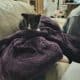 Free kittens