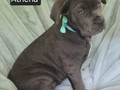 Athena