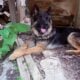 Puppies for sale