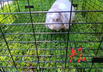Rabbits Holland Lop and Rex