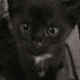 Kittens 4 Free Need Loving Home(s)