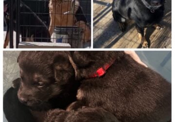 German Shepard Puppies