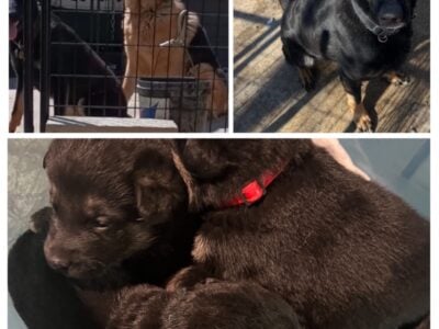 German Shepard Puppies