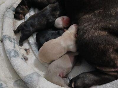 French Bulldog Puppies