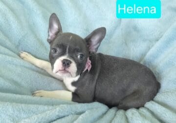 Helena